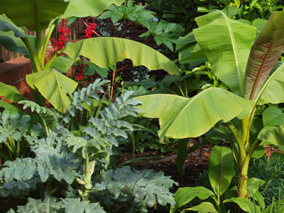Exotic garden plants